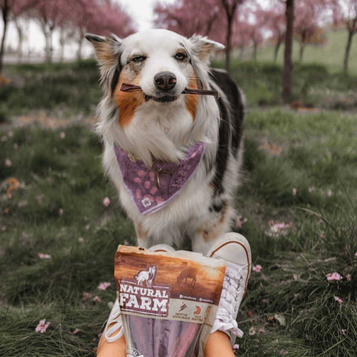 Grain-Free Beef Treats D7186