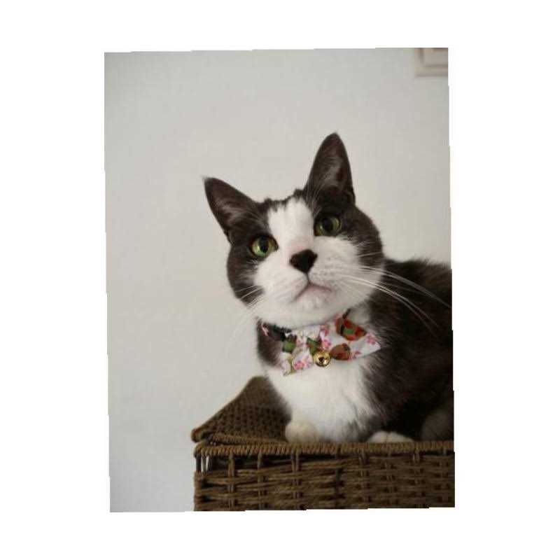 Kimono Bow Tie Cat Collar S9442
