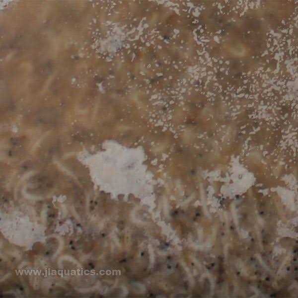 Frozen Mysis Shrimp M2054