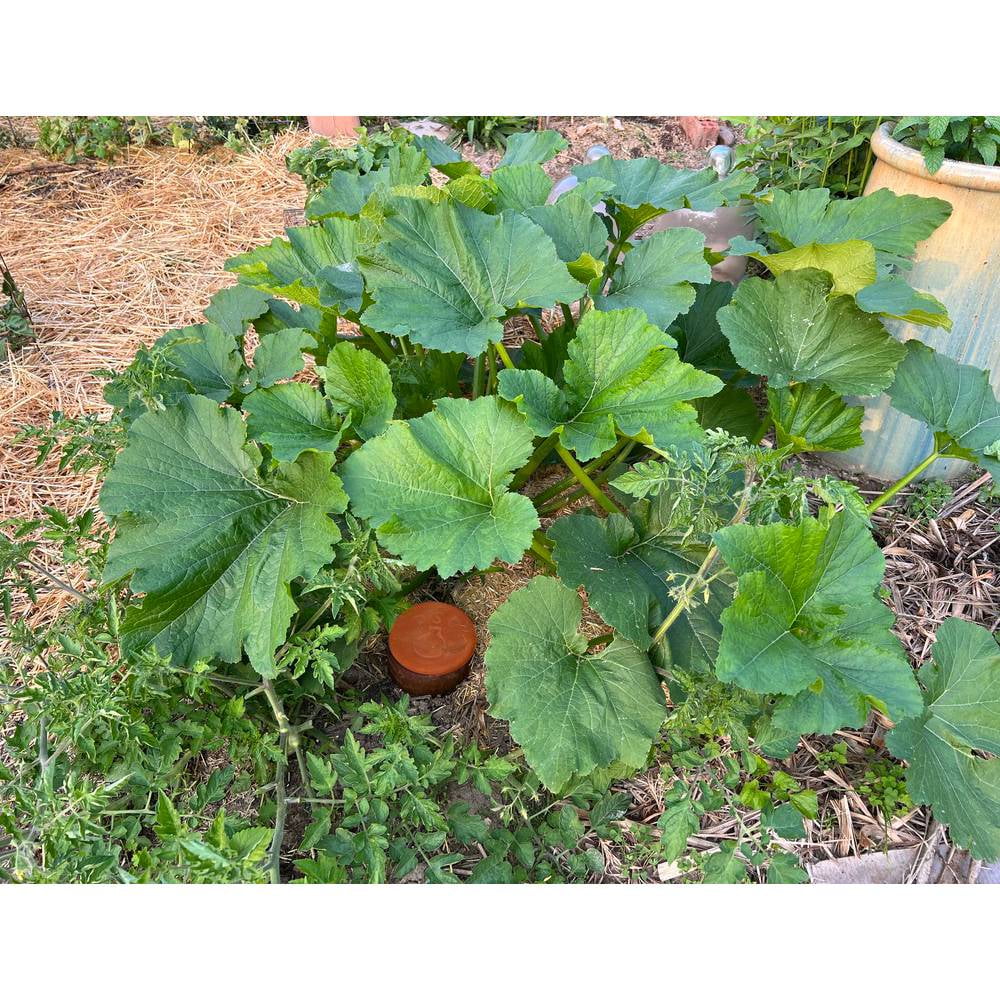 Terra Cotta Watering Pot, Medium, 1.5 Qt J71957