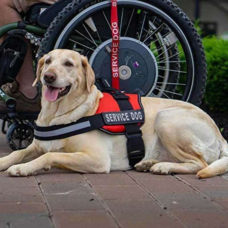Emotional Support Dog Leash Wrap with Neoprene Handle F123794