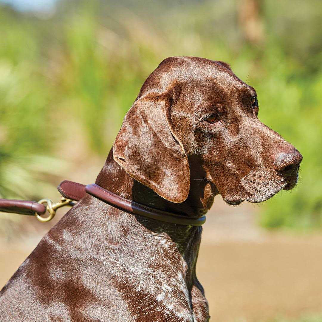 Rolled Leather Dog Collar M684