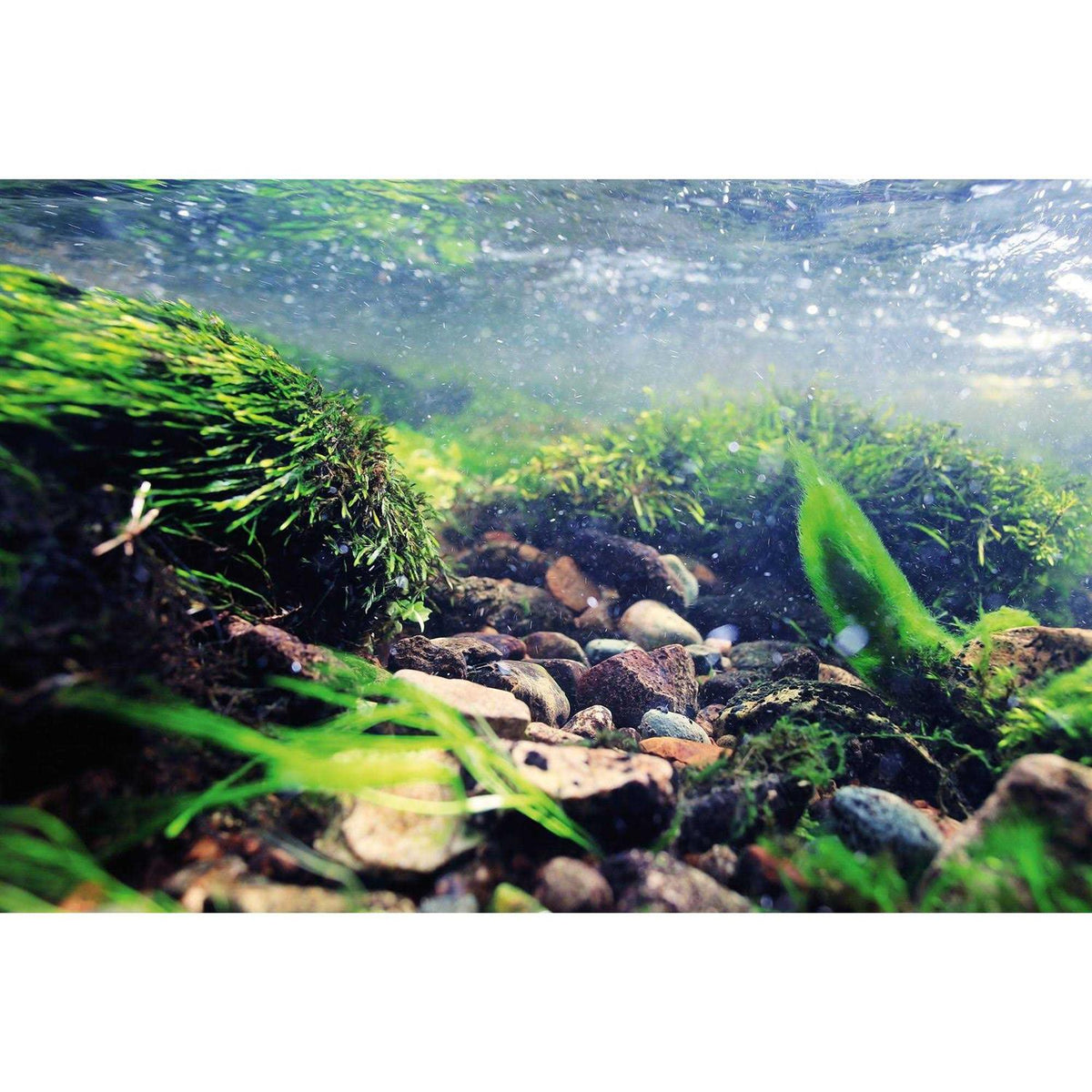 Aquarium Background X374860